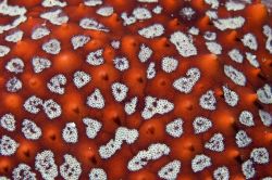 Starfish, Galapagos 2006, Nikkor 105mm. by Chris Wildblood 